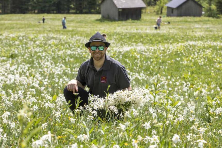 Picking the daffodils right before the parade of floats is a tradition. Photo ©Gerd Kressl.